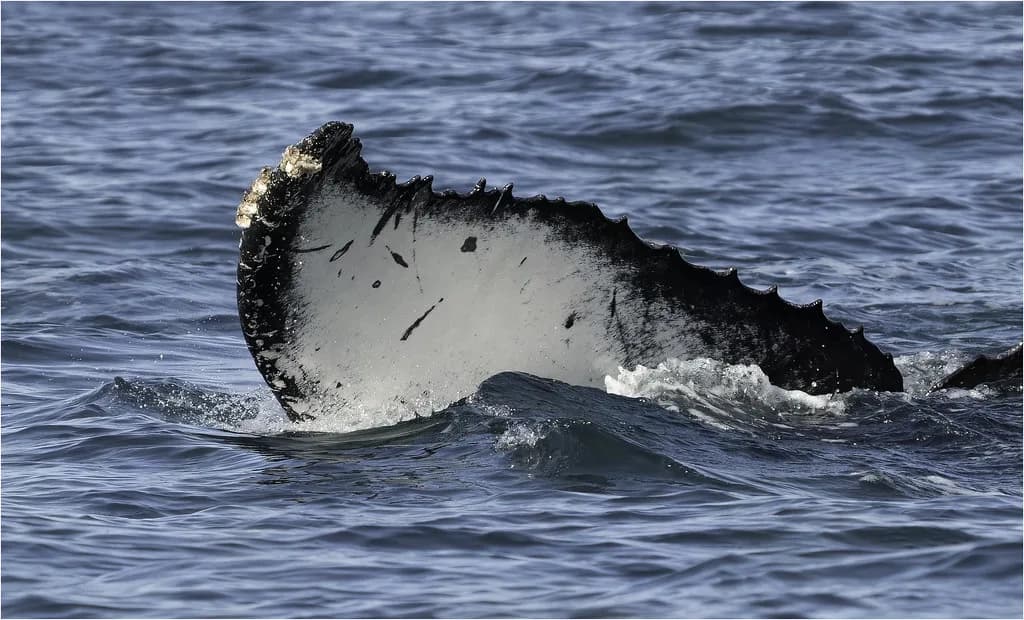 Whale Watching in Mexico: Baja Lagoons, Loreto and Sea of Cortez