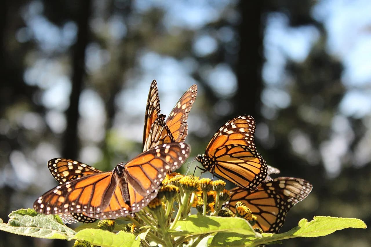 Monarch Butterfly Sanctuaries: What to See and How to Plan