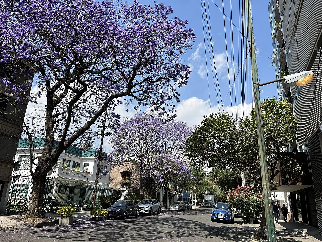 Jacaranda trees in bloom along a street in Condesa, Mexico City.