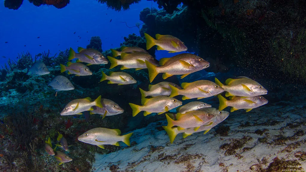 School of snapper over the reef off Cozumel.