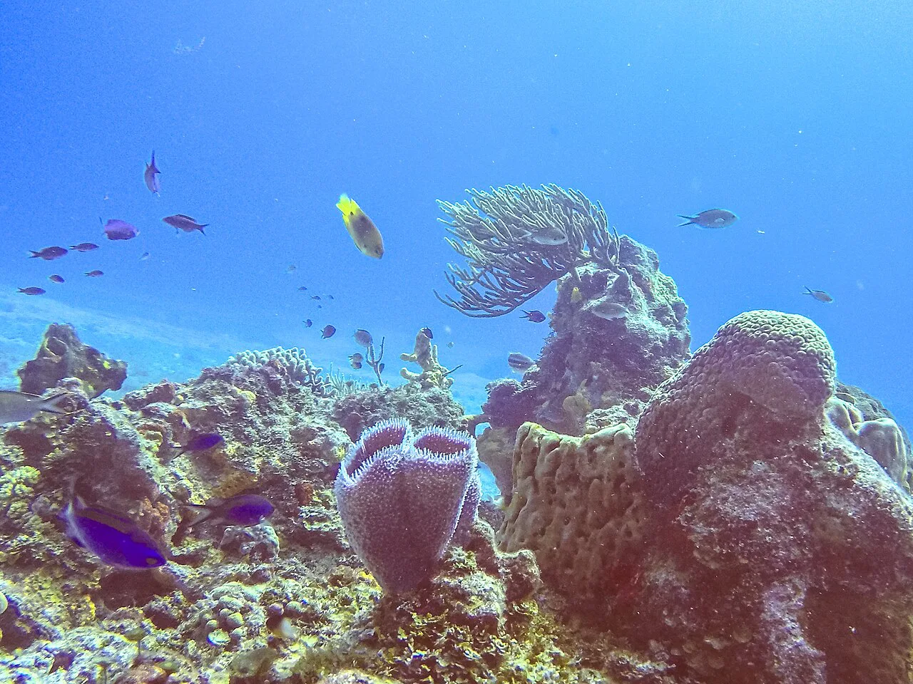 Coral reef and fish in Arrecifes de Cozumel National Park.