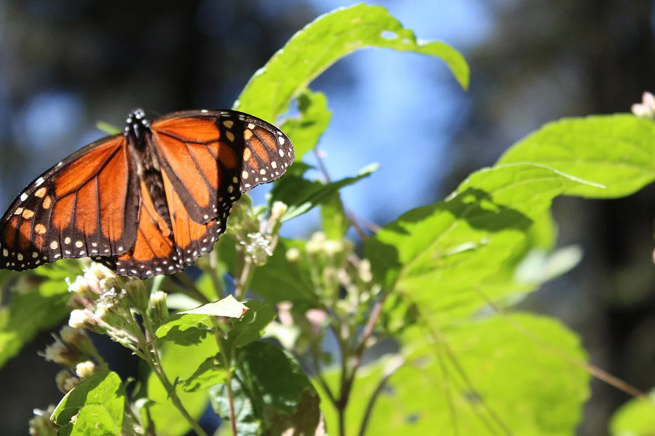 A monarch butterfly on a leaf in the Monarch Butterfly Reserve, Michoacán.