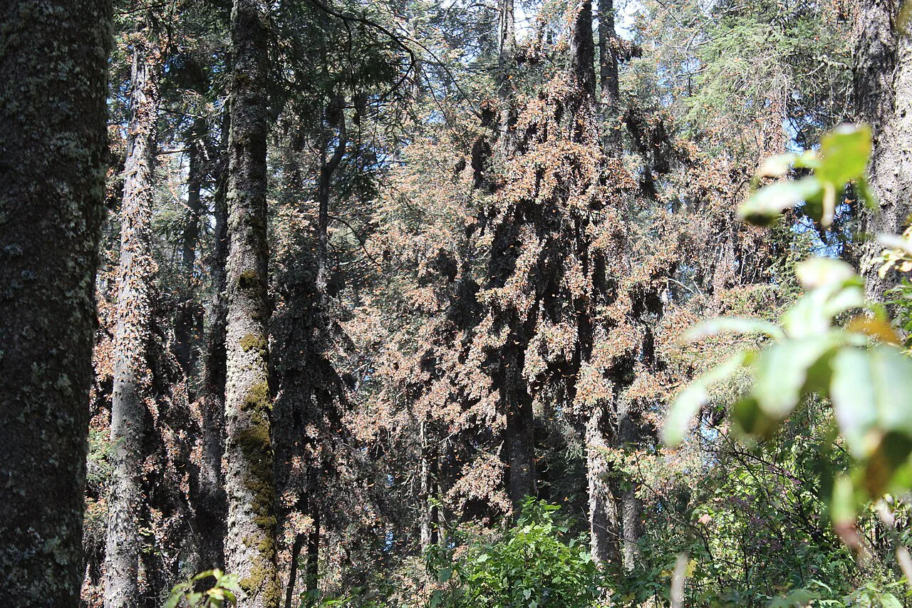 Fir trees covered with clustered monarch butterflies in Michoacán.