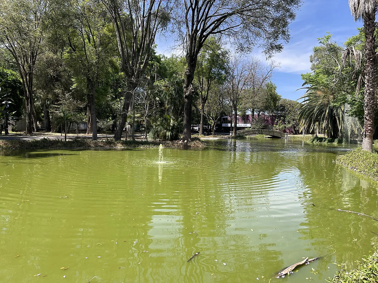 Fountain in the tree-lined lake of Parque Agua Azul, Guadalajara.