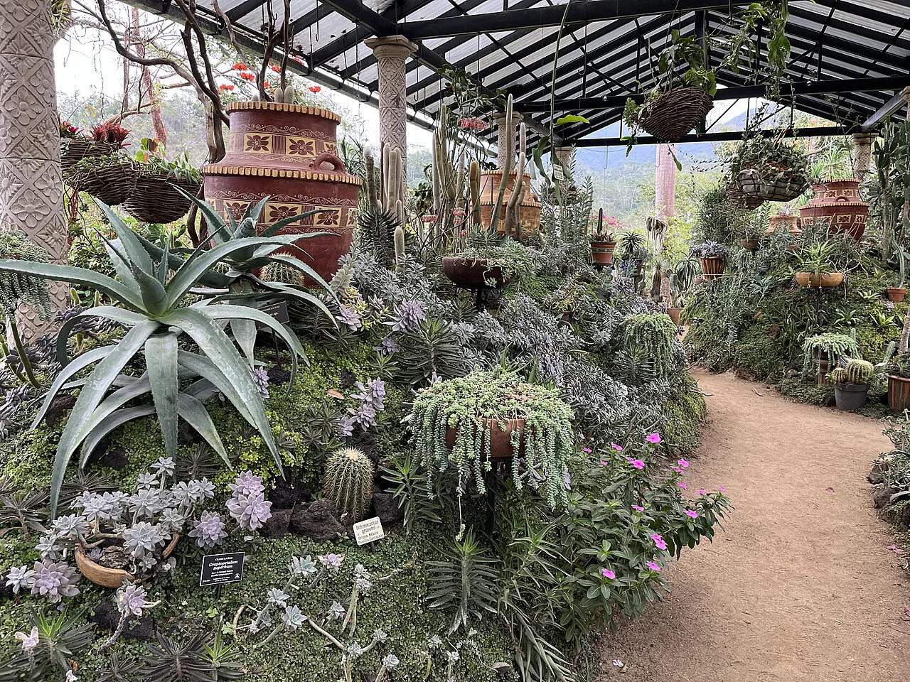 Garden path lined with plants at Vallarta Botanical Garden.