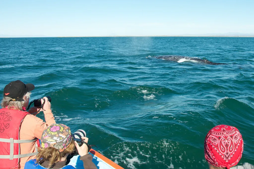 Whale watchers in a panga beside a gray whale in Baja California Sur.