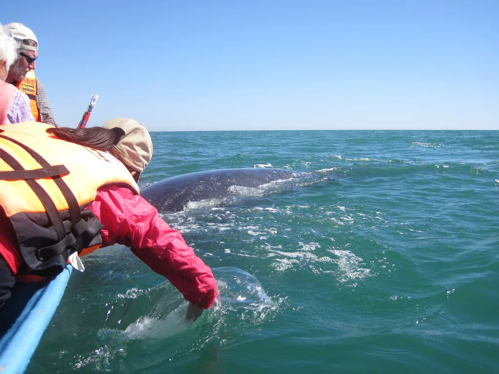 Visitor reaching out to a gray whale at San Ignacio Lagoon, Baja California Sur.